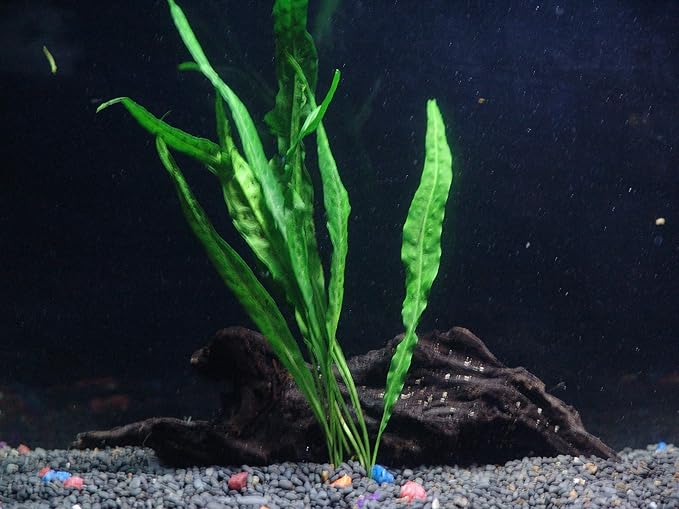 30+ Stems - 8 Species - - Anacharis, Amazon, Rotala, Ludwigia and More!-PurrikoPets