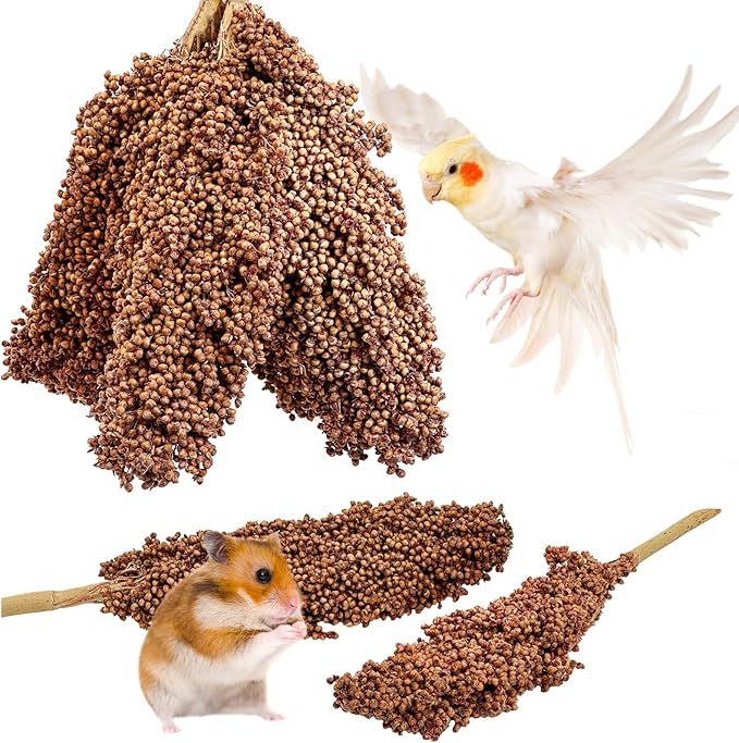 Fhiny Millet Spray for Birds, 6 PCS Natural Sun-Dried Red Sorghum Grain for Birds Seed Original Parrot Treats & Supplement Parakeet Food for Cockatiels Lovebirds Finches Budgies Pigeons Hamsters-PurrikoPets