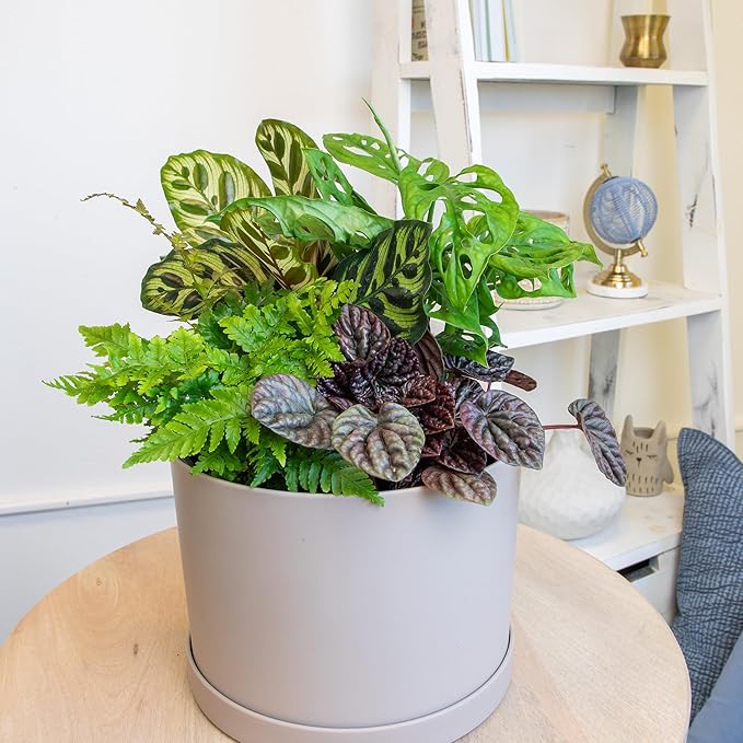 Essential Houseplant Collection (3PK) Live Plants Indoor Plants Live Houseplants in Plant Pots, Easy House Plants Indoors Live, Snake Plant, Pothos in Potting Soil, Clean Air Plants by Plants for Pets-PurrikoPets