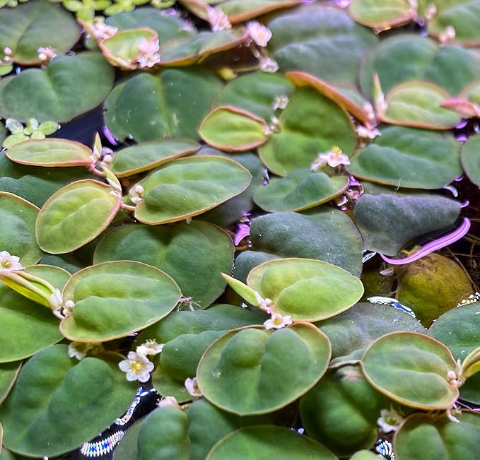 10 Plus Red Root Floater Plants Phyllanthus fluitans Floating Pond Plant Live Aquarium Floating Plants Create Shade and Hiding for Your Fish and Other inhabitants-PurrikoPets