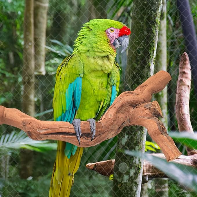 6-Piece Premium Bird Perch Stand with Natural Grape Wood Branch, Paw Grinding Fork, Chewing Stick, Cage Accessories for Parakeets, Budgies, Cockatiels, Finches, Lovebirds-PurrikoPets