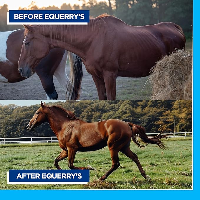 Equerry's Large Animal Probiotic | Supplements for Gut Health and Nutrient Absorption | Probiotics and Digestive enzymes for Horses, Cows, Goats, Sheep, Pigs, 160 Feedings (20lbs) for 1000 lb Animal-PurrikoPets