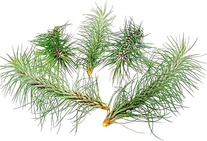 Air Plants - Colombian Tillandsia Funckiana, Large 5" - 5ct - Live Arrival Guaranteed - House Plants for Home Decor & Gift-PurrikoPets