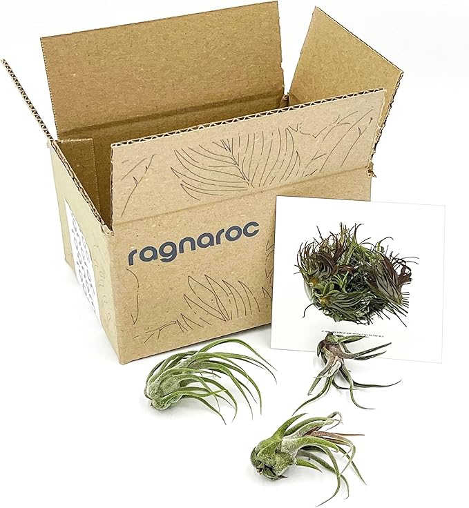 Air Plants - Tillandsia Pruinosa, Large 3-5" - 3ct - Live Arrival Guaranteed - House Plants for Home Decor & Gift-PurrikoPets