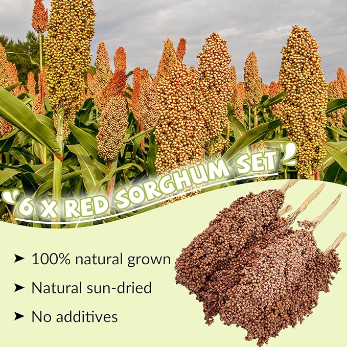 Fhiny Millet Spray for Birds, 6 PCS Natural Sun-Dried Red Sorghum Grain for Birds Seed Original Parrot Treats & Supplement Parakeet Food for Cockatiels Lovebirds Finches Budgies Pigeons Hamsters-PurrikoPets