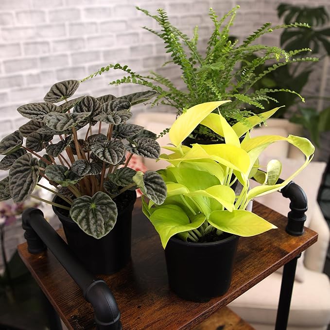 Essential Houseplant Collection (3PK) Live Plants Indoor Plants Live Houseplants in Plant Pots, Easy House Plants Indoors Live, Snake Plant, Pothos in Potting Soil, Clean Air Plants by Plants for Pets-PurrikoPets