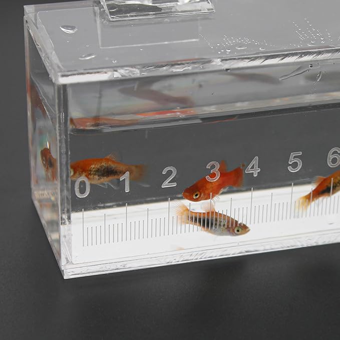 Fish Viewing Box Container with Lid and Scale, Acrylic Portable Fishing Mini Aquarium, Small Fish Breeder Hatching Boxes, Safe Tank Case for Breeding Egg Photo Isolation Outdoor Indoor-PurrikoPets