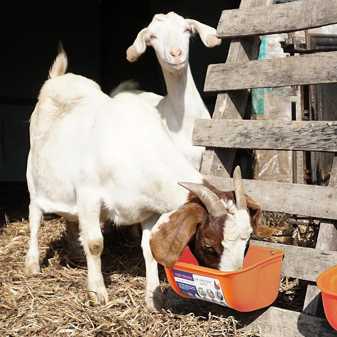 Goovilla Chicken Feeder Waterer, Hanging or Screw-in Fence Feeder with Clips, 2 Pack 5 Quart Goat Feeder Supplies, Duck Piglet Sheeple Coop Dog Livestock Poultry Plastic Feeder Trough Bucket, Orange-PurrikoPets