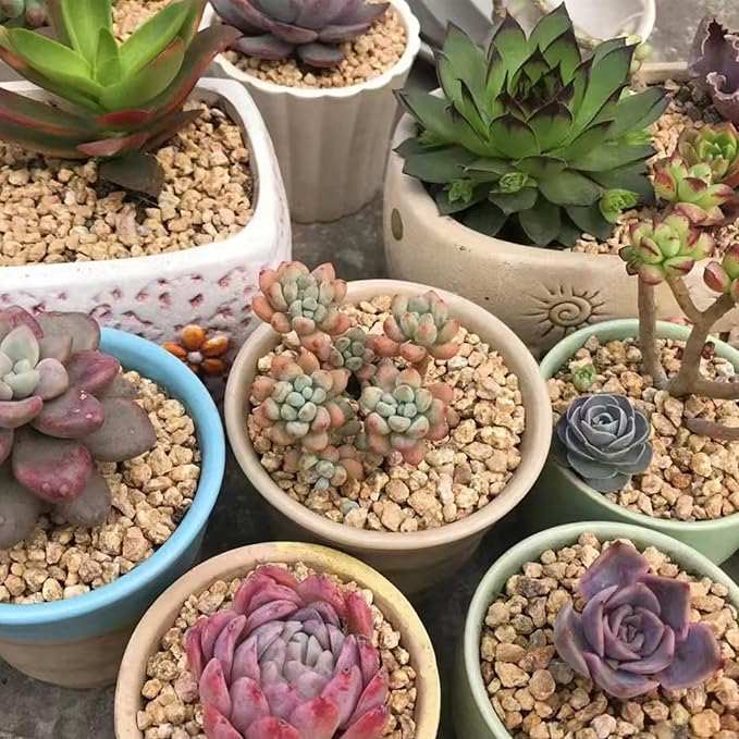 2 lbs Maifanitum Stones for Succulent,1/4 Inch Decorative Rocks for Indoor Plants, Bonsai, Soil Cover. Small Stone of Lightweight for Promote Soil Root Growth, Water Drainage and Plant Growth-PurrikoPets