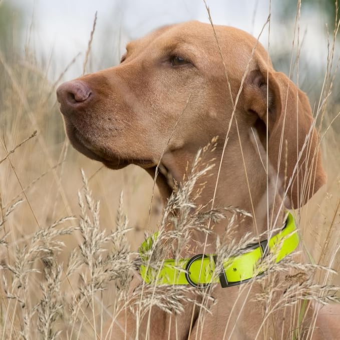 Dogline Biothane Waterproof Dog Collar Strong Coated Nylon Webbing with Black Hardware Odor- Proof for Easy Care Easy to Clean High Performance Fits Small Medium or Large Dogs, Safety Yellow-PurrikoPets