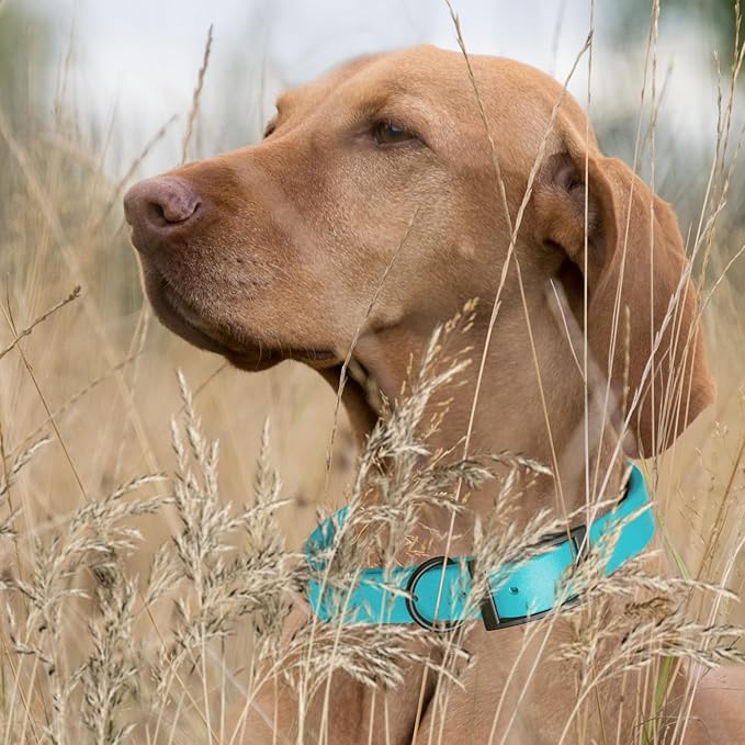 Dogline Biothane Waterproof Dog Collar Strong Coated Nylon Webbing with Black Hardware Odor- Proof for Easy Care Easy to Clean High Performance Fits Small Medium or Large Dogs, Sky Blue-PurrikoPets