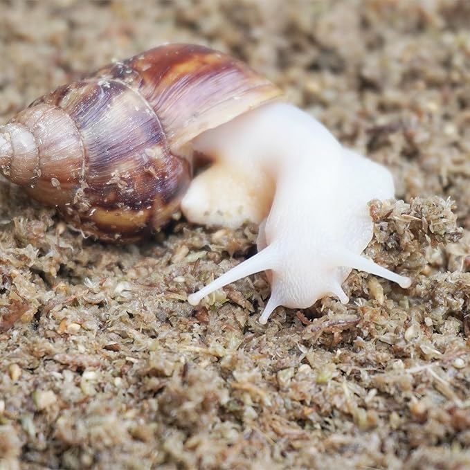 2 Quarts Organic Fiber Substrate for Pet Snail, Ideal Snail Terrarium Accessories for Retains Moisture-PurrikoPets