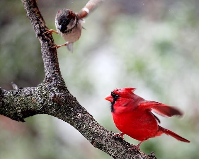 10lbs Dried Mealworms - Premium Non-GMO Chicken Feed, Nutritious High Protein Meal Worms- Food and Treats for Laying Hens, Wild Birds, Ducks, Chicken-PurrikoPets