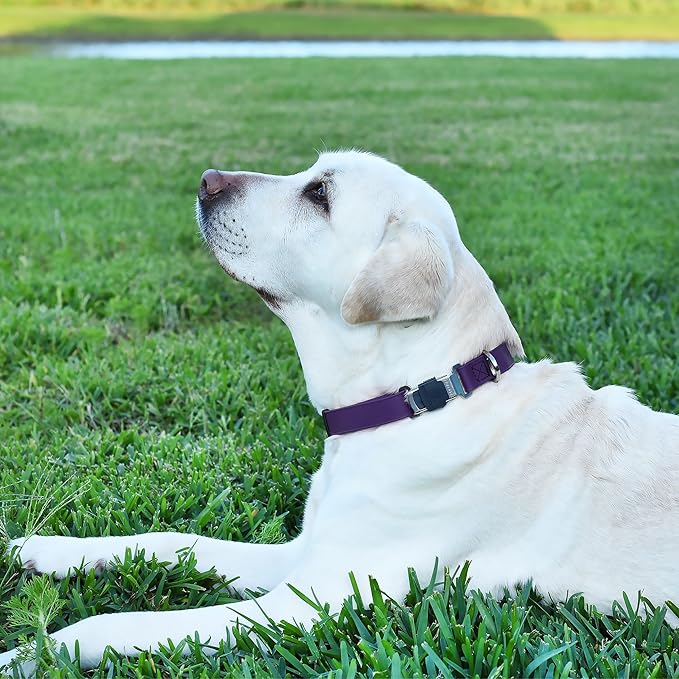 Dogline Biothane Waterproof Dog Collar with Herm Sprenger Black Stainless Steel Quick Release Buckle – Heavy Duty Tactical Durable Collar for Dogs – Comfortable and Safe Pet Collar W1 L 15-25" Purple-PurrikoPets