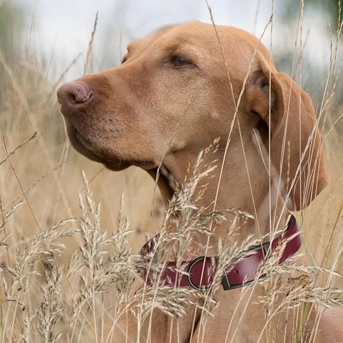 Dogline Biothane Waterproof Dog Collar Strong Coated Nylon Webbing with Black Hardware Odor- Proof for Easy Care Easy to Clean High Performance Fits Small Medium or Large Dogs, Merlot Burgundy-PurrikoPets