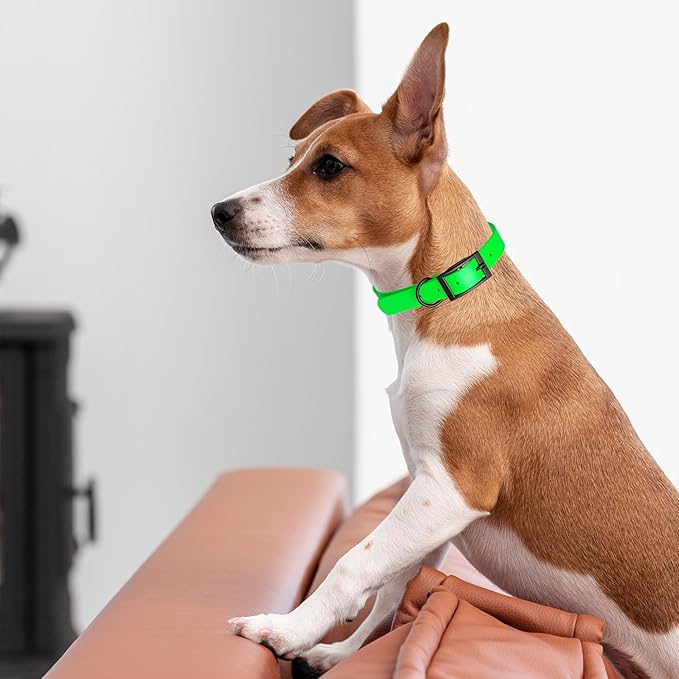 Dogline Biothane Waterproof Dog Collar Strong Coated Nylon Webbing with Black Hardware Odor- Proof for Easy Care Easy to Clean High Performance Fits Small Medium or Large Dogs, Tropical Green-PurrikoPets