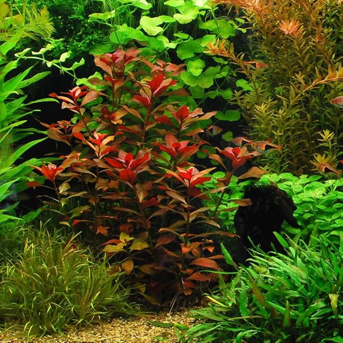 18 Plants Bundle / 6 Species Live Aquarium Plants Package - Microsorum, Amazon Sword, Anubias, Moneywort, Hornwort, etc. (75+ Gallon Aquariums)-PurrikoPets