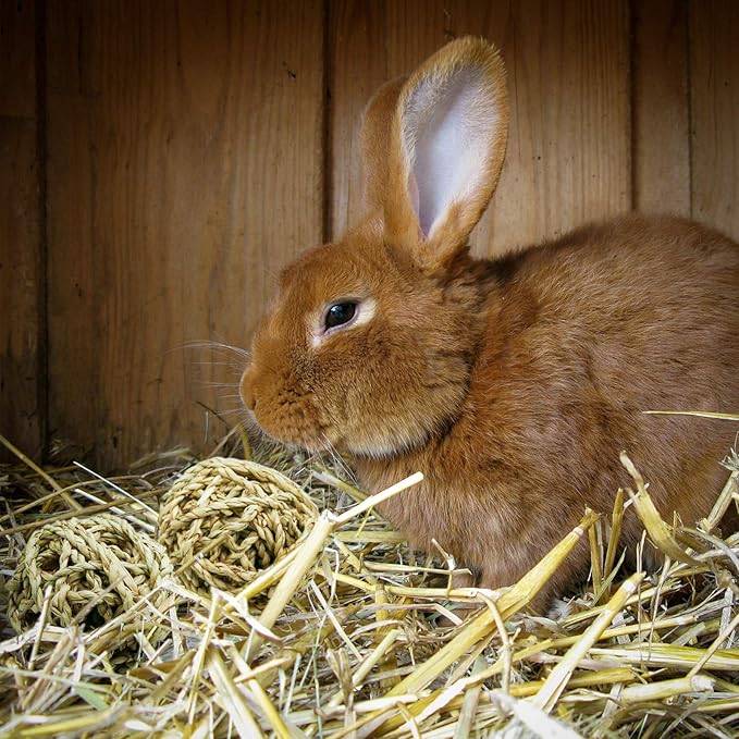 10 Pcs Small Animals Play Balls Rolling Activity Chew Toys Gnawing Treats for Rabbits Guinea Pigs Chinchilla Bunny Natural Balls, Pet Cage Entertainment Accessories(10Pcs)-PurrikoPets