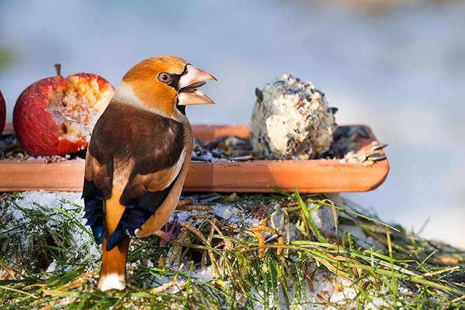 Dried Black Soldier Fly Larvae, 100% Natural, Non-GMO, High-Protein Treats for Chickens, Layer Hens, Wild Birds, Ducks, 13.3 oz, Pack of 4-PurrikoPets