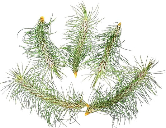 Air Plants - Colombian Tillandsia Funckiana, Large 5" - 5ct - Live Arrival Guaranteed - House Plants for Home Decor & Gift-PurrikoPets