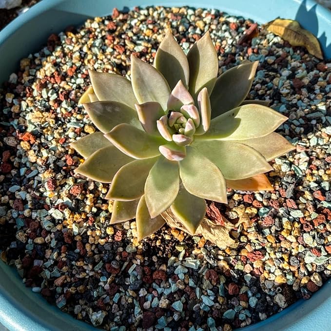 15lb Mix Horticultural Lava Rock Pebbles Pumice Potting Soil Amendment Succulent Cactus Bonsai Gritty Rock Decorative Gravel Plant Drainage Volcanic Rock for Aquarium Fairy Gardening Top Dressing-PurrikoPets