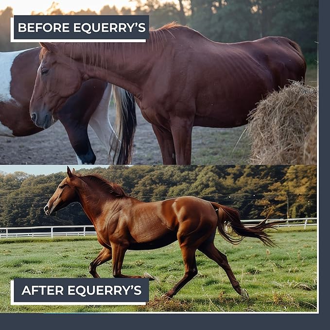 Equerry's Combined RX 4 Way | Equine Nutritional Support | Complete Formula | Digestive and Joint Support | Hoof & Hair | Probiotics Vitamins & Minerals 160 Feedings, 20lb.-PurrikoPets