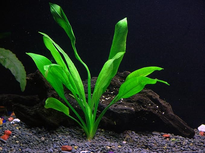 30+ Stems - 8 Species - - Anacharis, Amazon, Rotala, Ludwigia and More!-PurrikoPets