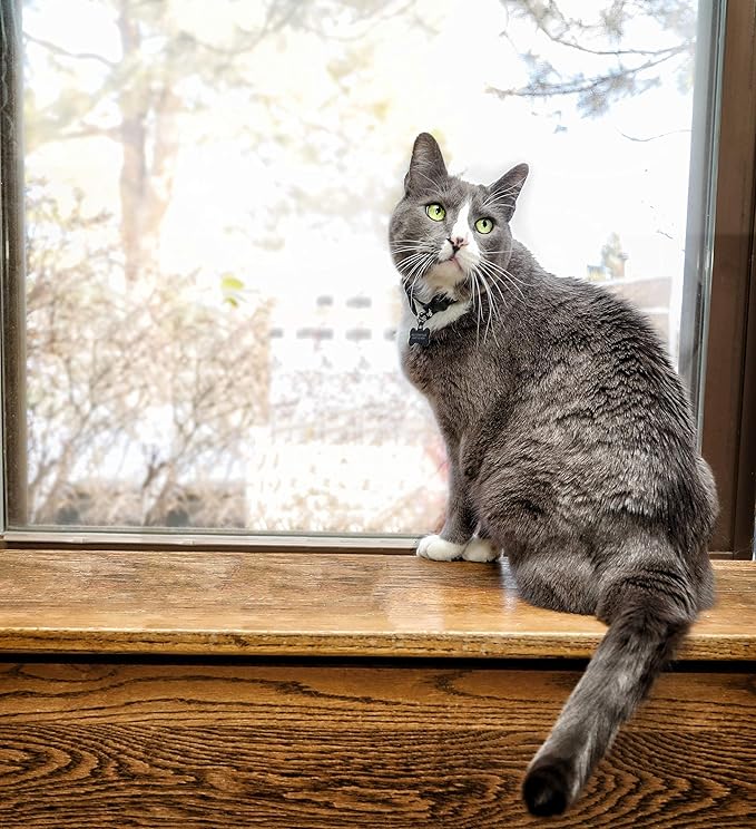 Fresh Digest Daily Digestive Aid and Immune Support for Cats-PurrikoPets