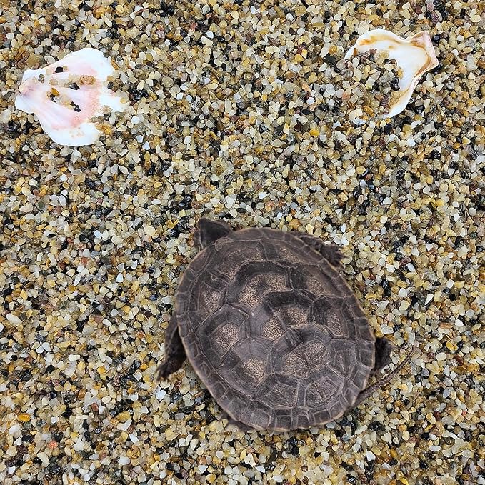 5 lbs Fish Tank Sand, 1/16 inch Mini Aquarium Gravel, Decorative Pea Gravel Stones for Air Plants, Vase Fillers, Landscaping and Succulent Soil Cover-PurrikoPets