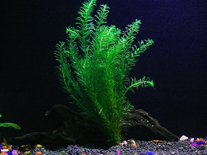 30+ Stems - 8 Species - - Anacharis, Amazon, Rotala, Ludwigia and More!-PurrikoPets