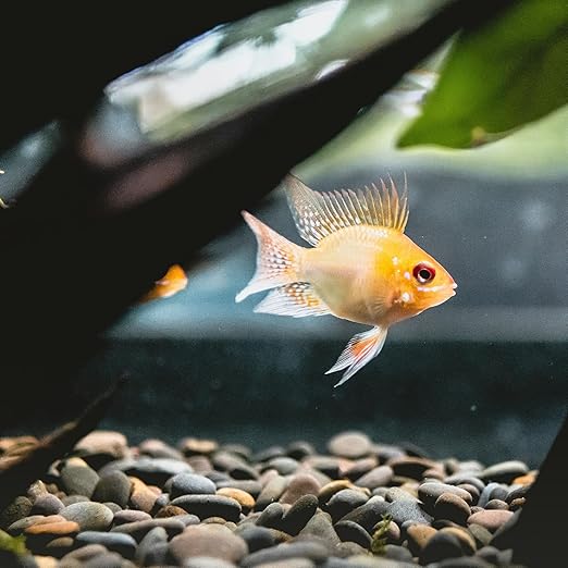 40lbs Large River Rocks for Landscaping, 2-3 Inch Natural Unpolished Bulk Pebbles, Hand-Picked Premium Stones for Garden Design Fish Tank, Flower Pots, Pathways and Backyard, Mixed Color-PurrikoPets