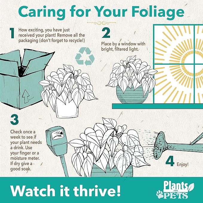 Essential Houseplant Collection (3PK) Live Plants Indoor Plants Live Houseplants in Plant Pots, Easy House Plants Indoors Live, Snake Plant, Pothos in Potting Soil, Clean Air Plants by Plants for Pets-PurrikoPets