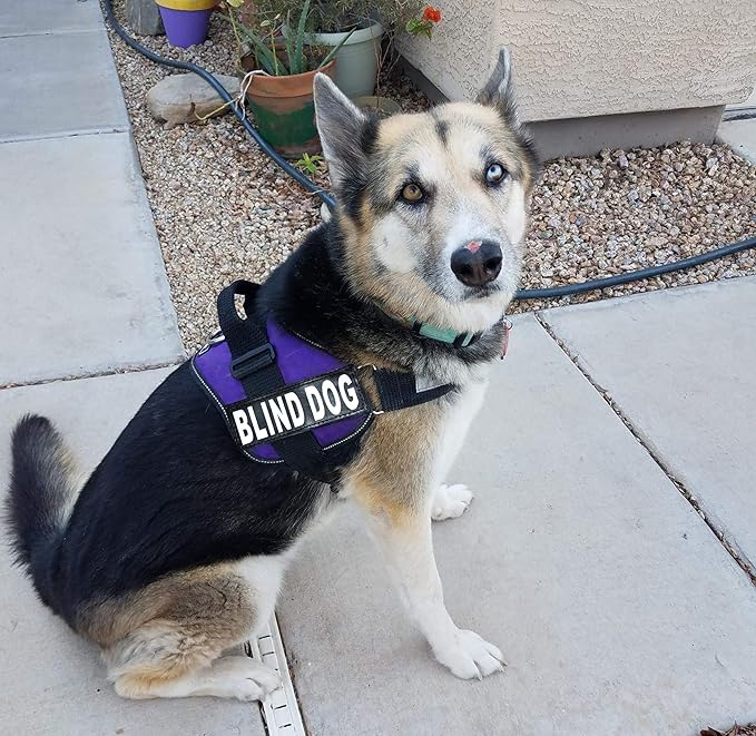 Doggie Stylz Blind Dog Harness No Pull No Escape Dog Vest for Blind Dogs Adjustable Vest with Handle Blind Dog Accessories and Patches for Training and Mobility-PurrikoPets