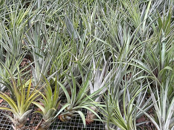 Air Plants - Tillandsia Fasciculata Tricolor, Large 4-6" - 3ct - Live Arrival Guaranteed - House Plants for Home Decor & Gift-PurrikoPets