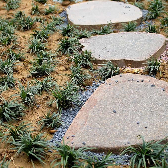 3lb Black Cactus Pea Gravel Rocks,1/4 Inch Pebbles for Indoor Plants, Natural Succulent Rock and River Rocks Decorative for Aquariums, Vases, Outdoor Gardening, Top Dressing for Potted Plants-PurrikoPets