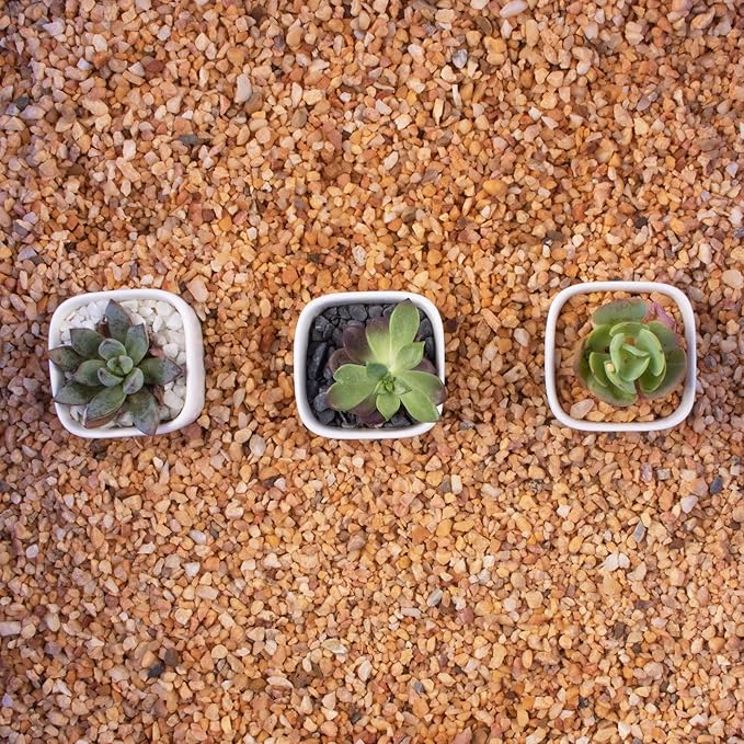 3lb Cactus Pea Gravel Rocks,1/5 Inch Pebbles for Indoor Plants, Natural Succulent Rock and River Rocks Decorative for Aquariums, Vases, Terrarium, Outdoor Gardening, Top Dressing for Potted Plants-PurrikoPets