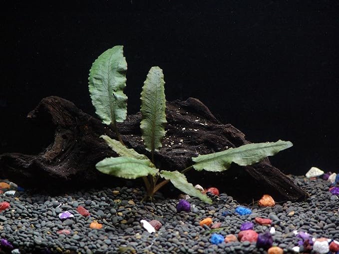 18 Plants Bundle / 6 Species Live Aquarium Plants Package - Microsorum, Amazon Sword, Anubias, Moneywort, Hornwort, etc. (75+ Gallon Aquariums)-PurrikoPets