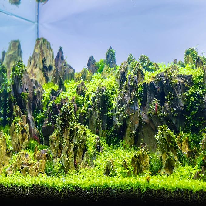 6-8 Inches Natural Dragon Stone 6 PCS Aquarium Rocks for Aquascaping, Aquarium Landscaping, Terrariums, Fish Tank Decoration, Vivariums, Paludarium, Reptile and Amphibian Enclosures-PurrikoPets