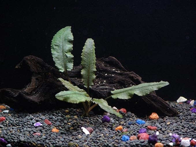 30+ Stems - 8 Species - - Anacharis, Amazon, Rotala, Ludwigia and More!-PurrikoPets
