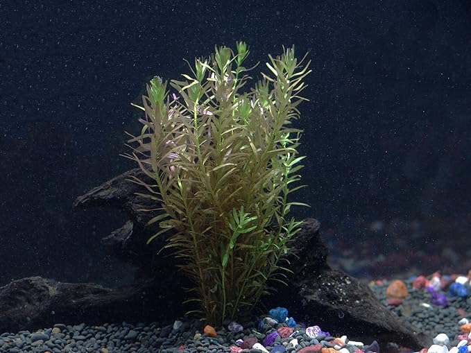 30+ Stems - 8 Species - - Anacharis, Amazon, Rotala, Ludwigia and More!-PurrikoPets
