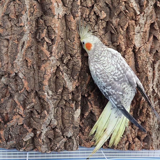 4 Pack Cork Bark Perch for Bird, 11.8 × 7.9 inch Natural Parrot Chewing Toys, Birdcage Background Decor Accessories, Bark Toy for Budgie Parakeet Cockatiel Lovebirds Conures Hamster Guinea Pig Rat-PurrikoPets