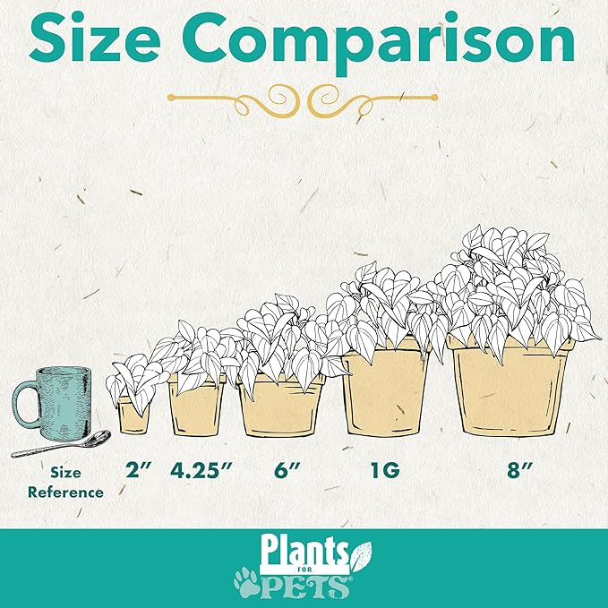 Essential Houseplant Collection (3PK) Live Plants Indoor Plants Live Houseplants in Plant Pots, Easy House Plants Indoors Live, Snake Plant, Pothos in Potting Soil, Clean Air Plants by Plants for Pets-PurrikoPets