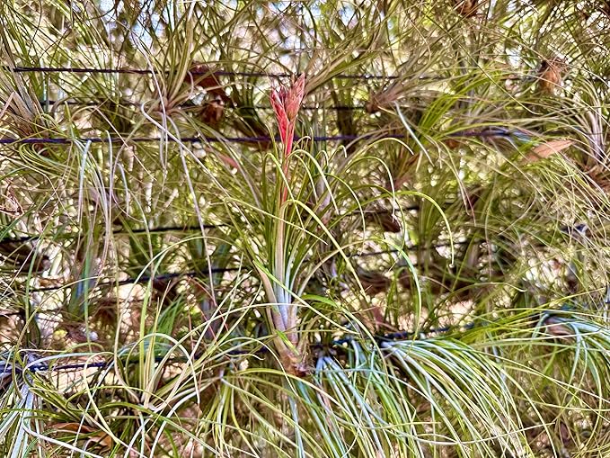 Air Plants - Tillandsia Juncea, Jumbo 8-12" - 2ct - Live Arrival Guaranteed - House Plants for Home Decor & Gift-PurrikoPets