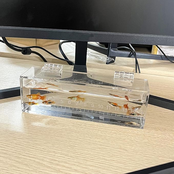 Fish Viewing Box Container with Lid and Scale, Acrylic Portable Fishing Mini Aquarium, Small Fish Breeder Hatching Boxes, Safe Tank Case for Breeding Egg Photo Isolation Outdoor Indoor-PurrikoPets