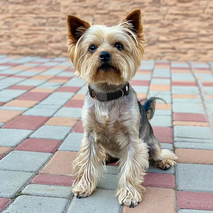 AirTag Dog Collar for Small Medium Large Breed - Adjustable Cute Pattern Dog Collar with Airtag Holder - Soft Leather Tracker GPS Apple Air Tag Pet Collars (X-Large, 20"-25" Neck Fit, Leopard)-PurrikoPets