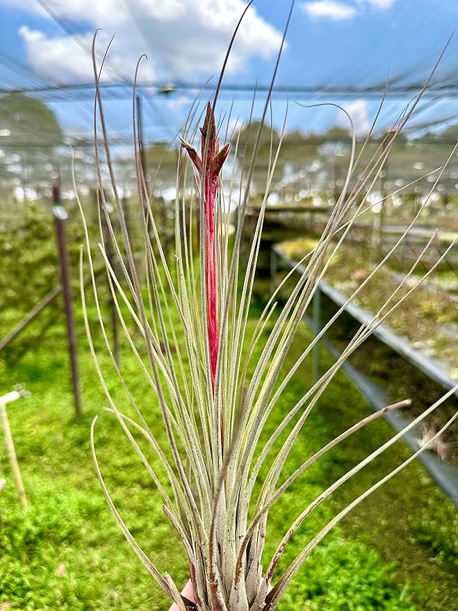 Air Plants - Tillandsia Juncea, Jumbo 8-12" - 1ct - Live Arrival Guaranteed - House Plants for Home Decor & Gift-PurrikoPets
