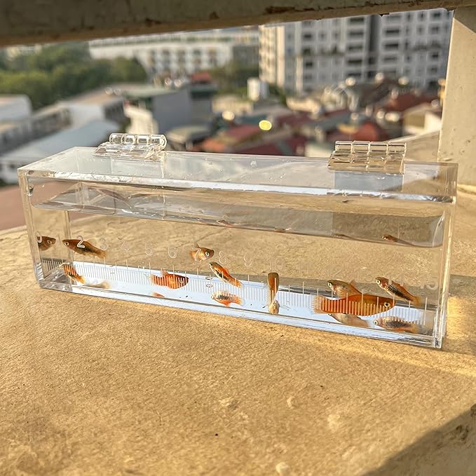 Fish Viewing Box Container with Lid and Scale, Acrylic Portable Fishing Mini Aquarium, Small Fish Breeder Hatching Boxes, Safe Tank Case for Breeding Egg Photo Isolation Outdoor Indoor-PurrikoPets