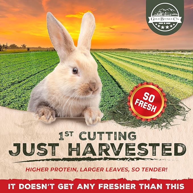 40lb Freshly Dried Organic Alfalfa Hay for Guinea Pigs, Rabbits, Chinchillas, Goats, Hamsters & Ferrets, Small Animal Food Rich in Protein & Fiber, Hand-Selected, Hand sorted, USA Grown-PurrikoPets