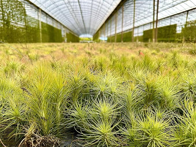 Air Plants - Tillandsia Funckiana, Large 5" - 2ct - Live Arrival Guaranteed - House Plants for Home Decor & Gift-PurrikoPets