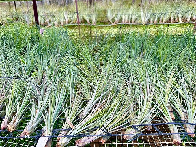 Air Plants - Tillandsia Juncea, Jumbo 8-12" - 2ct - Live Arrival Guaranteed - House Plants for Home Decor & Gift-PurrikoPets